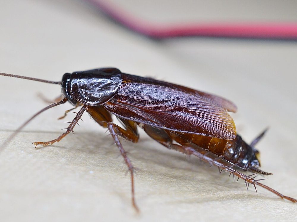 Close-up photograph of an oriental cockroach (Blatta orientalis)
