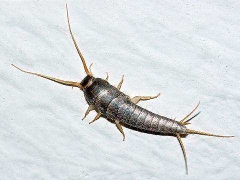 Close-up photograph of a silverfish (Lepisma saccharina)