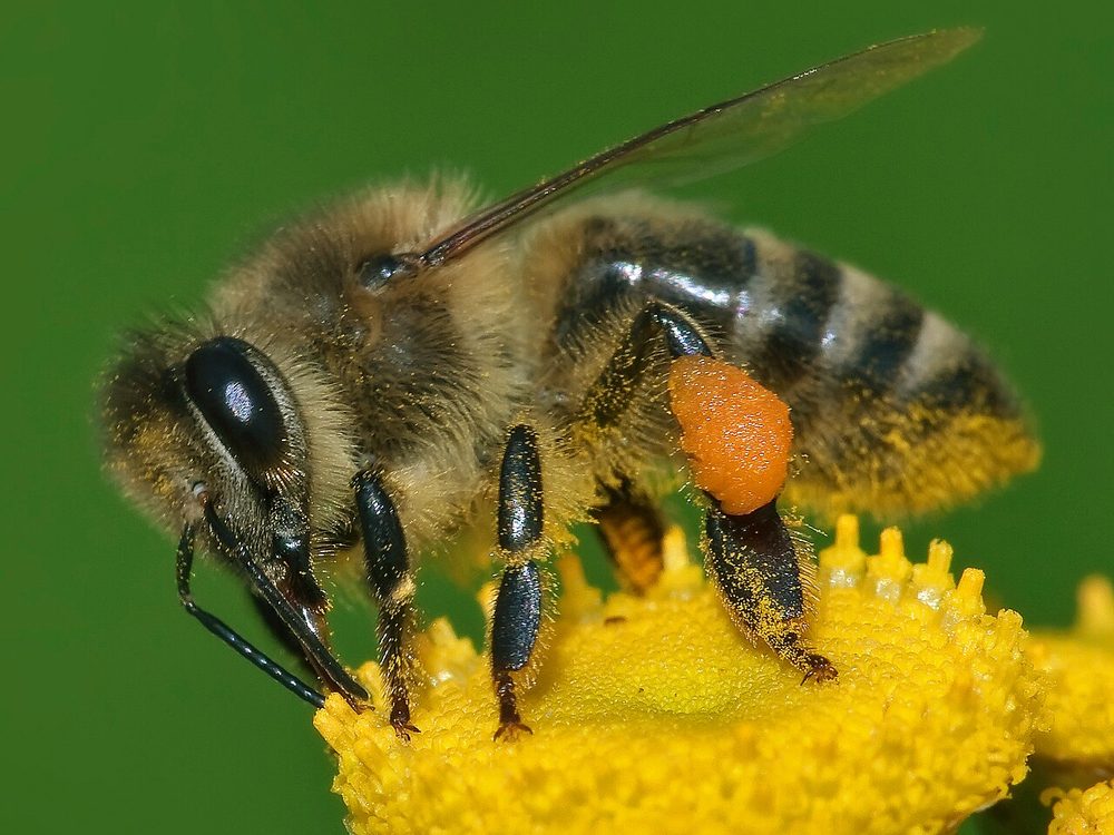 Close-up photograph of a honey bee (Apis mellifera)