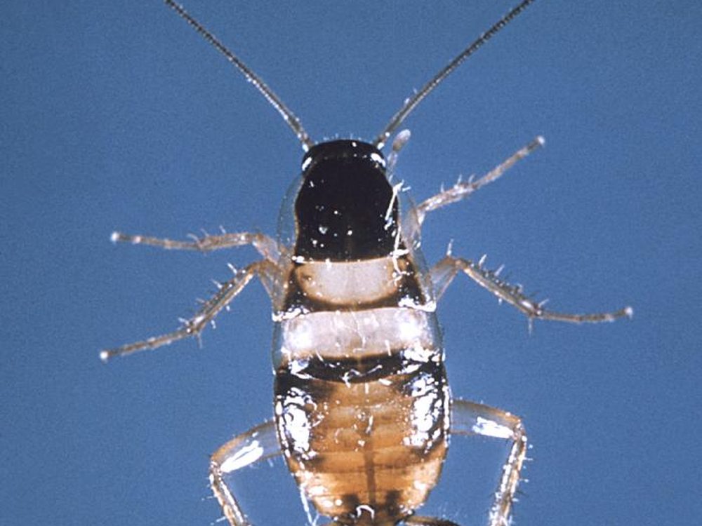 Close-up photograph of a brown-banded cockroach (Supella longipalpa)
