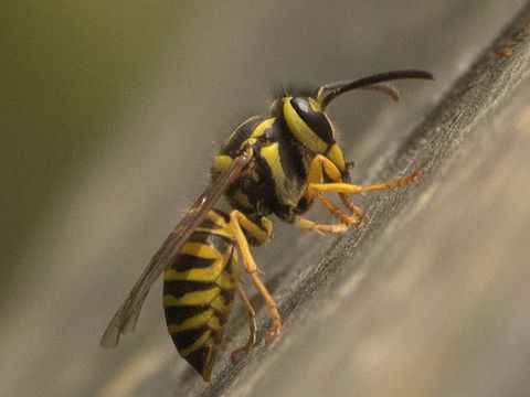 Close-up photograph of a yellowjacket