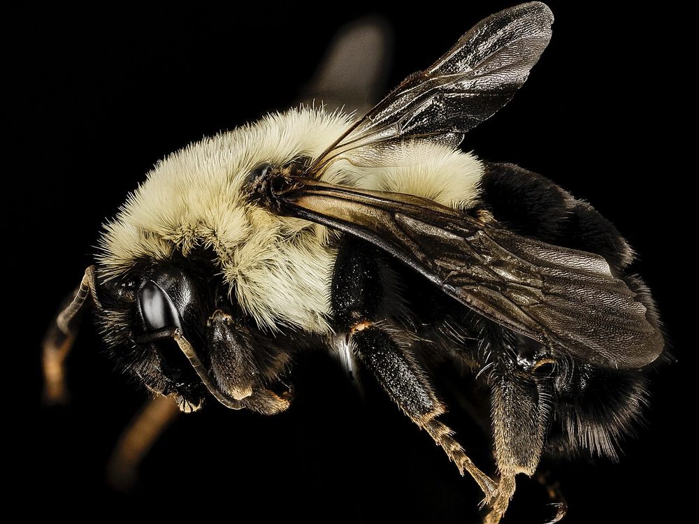 Close-up photograph of a bumble bee