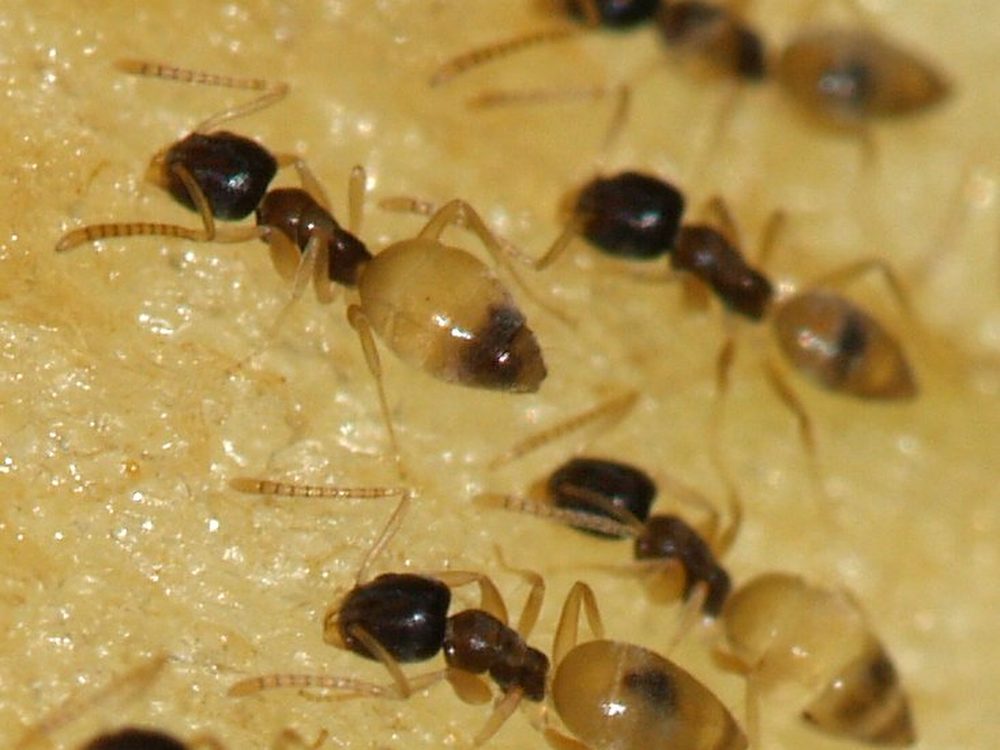 Close-up photograph of a ghost ant (Tapinoma melanocephalum)