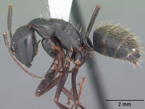 Close-up photograph of a black carpenter ant