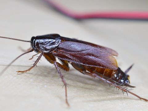 Close-up photograph of an oriental cockroach (Blatta orientalis)