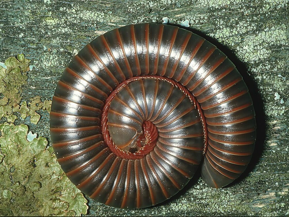 Close-up photograph of a millipede