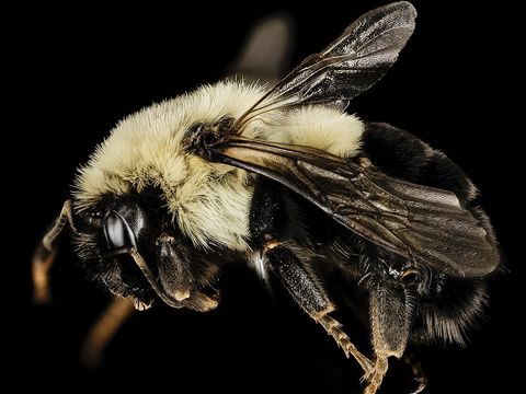 Close-up photograph of a bumble bee