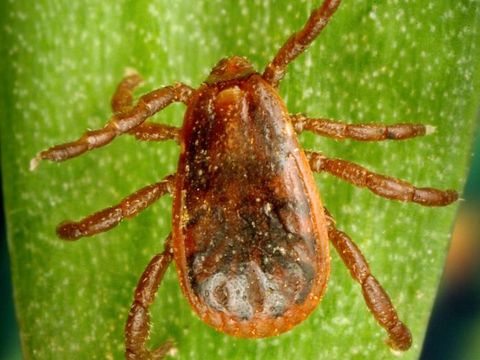 Close-up photograph of a brown dog tick (Rhipicephalus sanguineus)