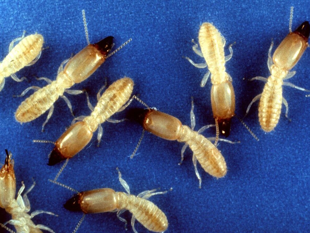 Close-up photograph of an eastern subterranean termite (Reticulitermes flavipes)