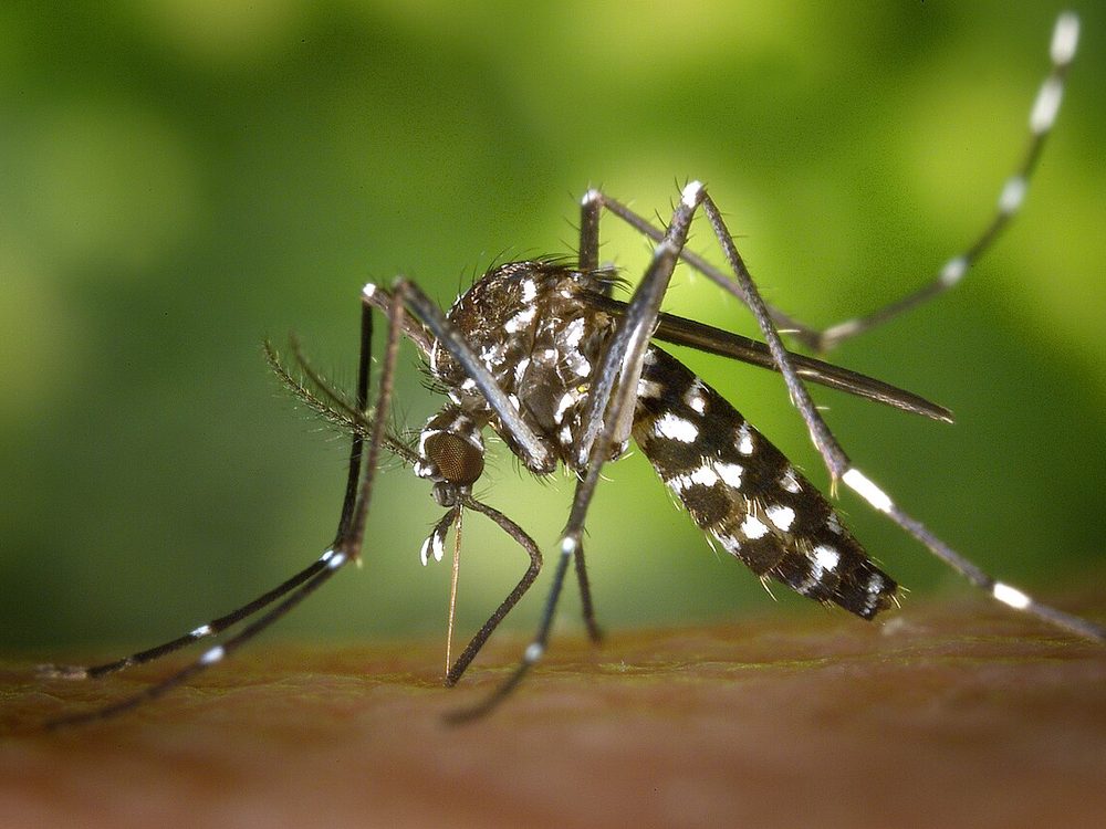 Close-up photograph of an asian tiger mosquito (Aedes albopictus)
