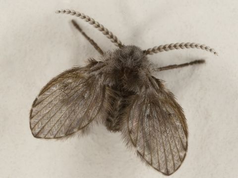 Close-up photograph of a drain fly