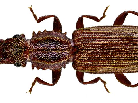 Close-up photograph of a sawtoothed grain beetle (Oryzaephilus surinamensis)