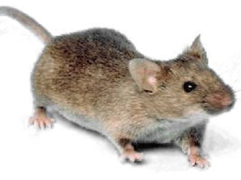 Close-up photograph of a house mouse (Mus musculus)