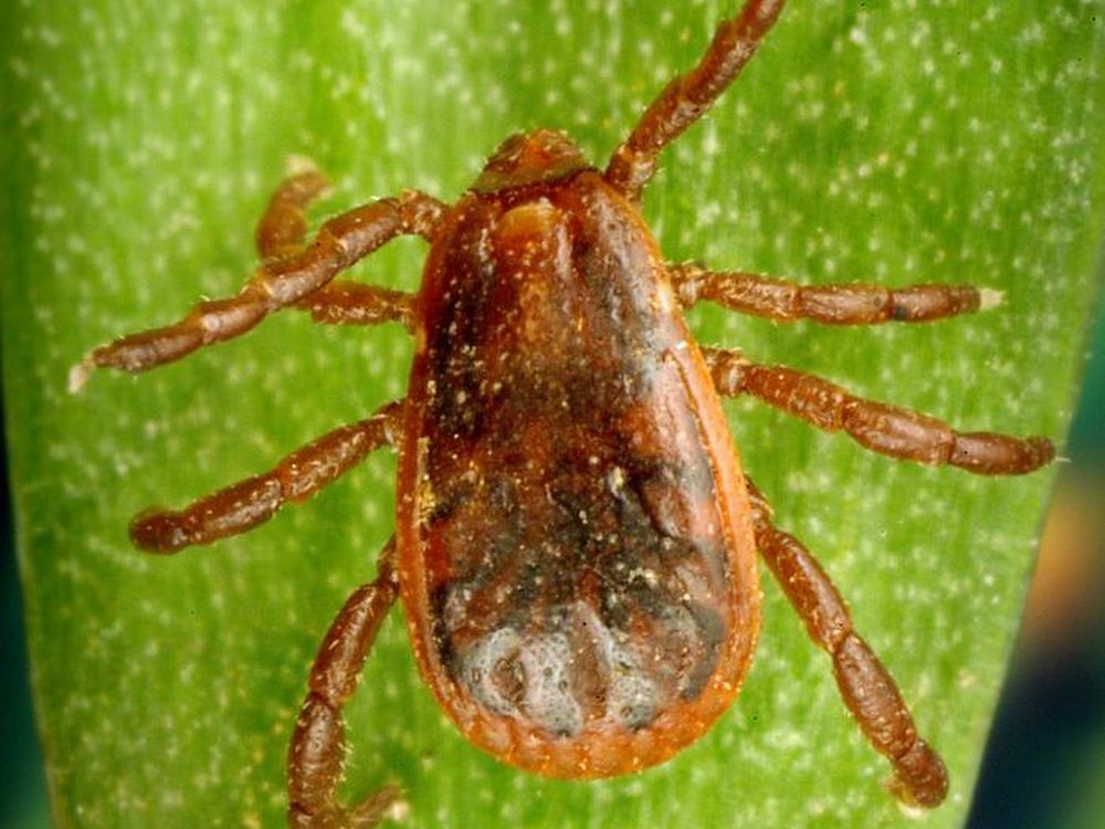 Close-up photograph of a brown dog tick (Rhipicephalus sanguineus)