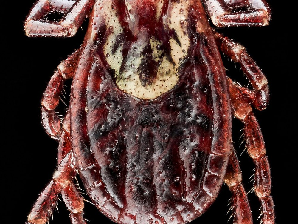 Close-up photograph of an american dog tick (Dermacentor variabilis)
