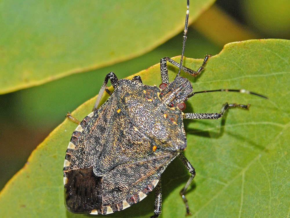 Close-up photograph of a stink bug
