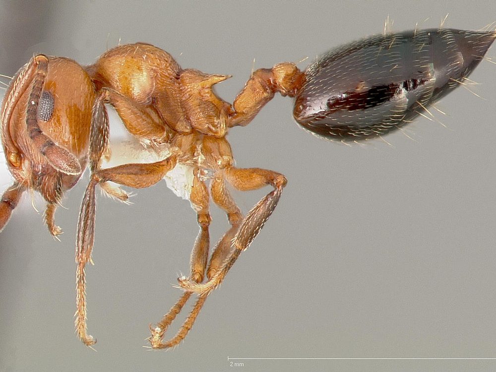 Close-up photograph of an acrobat ant