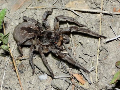 Close-up photograph of a wolf spider