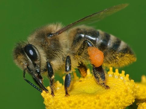 Close-up photograph of a honey bee (Apis mellifera)