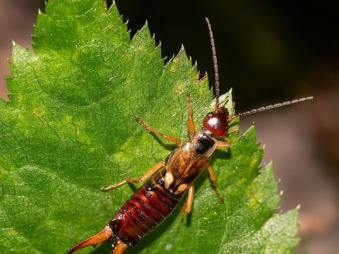 Close-up photograph of an earwig