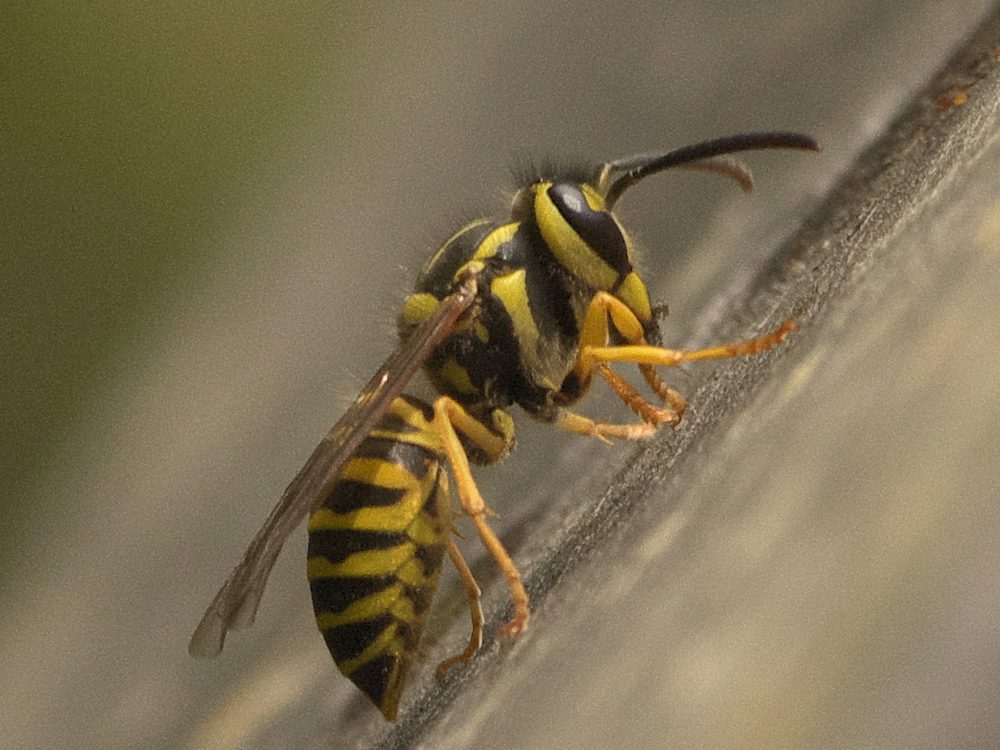 Close-up photograph of a yellowjacket