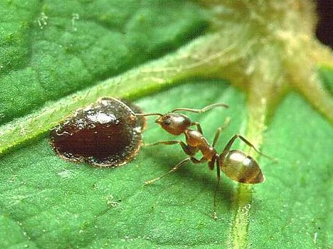 Close-up photograph of an argentine ant (Linepithema humile)