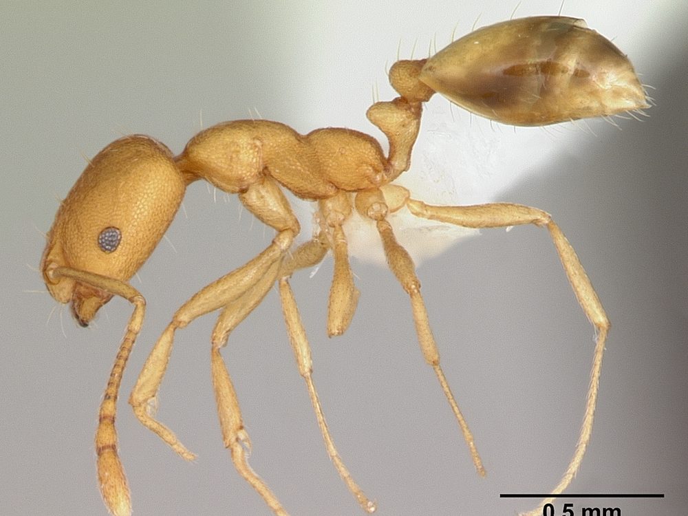Close-up photograph of a pharaoh ant (Monomorium pharaonis)