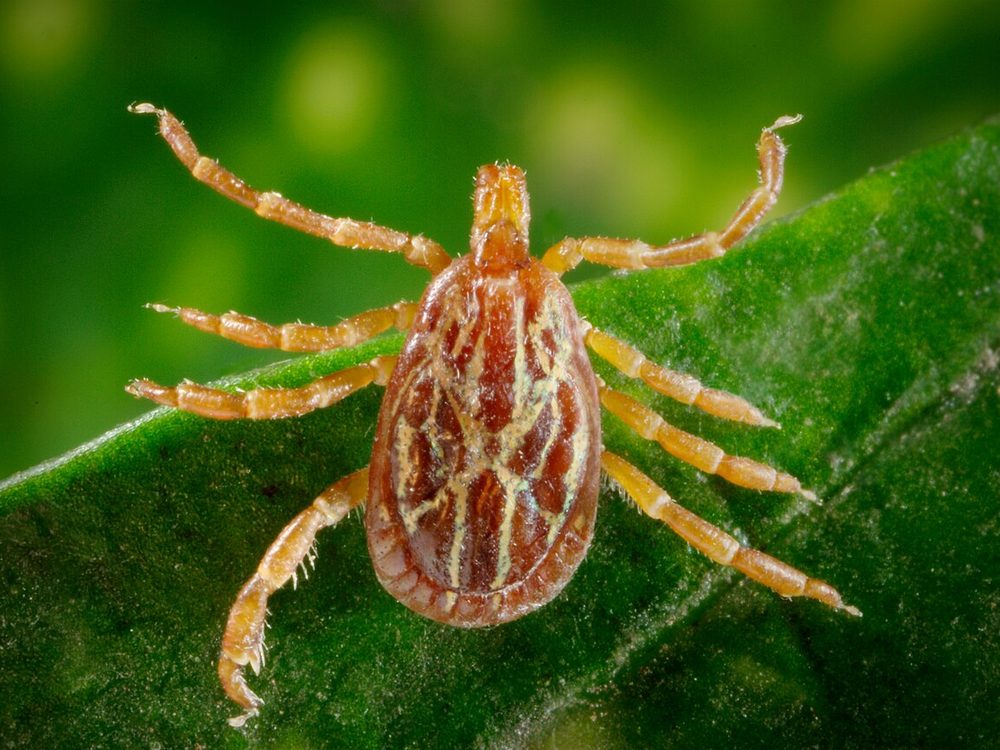 Close-up photograph of a gulf coast tick (Amblyomma maculatum)