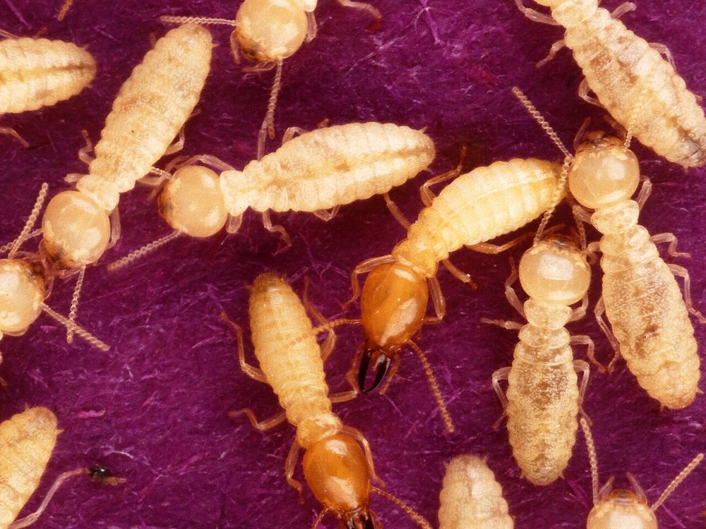 Close-up photograph of a formosan subterranean termite (Coptotermes formosanus)