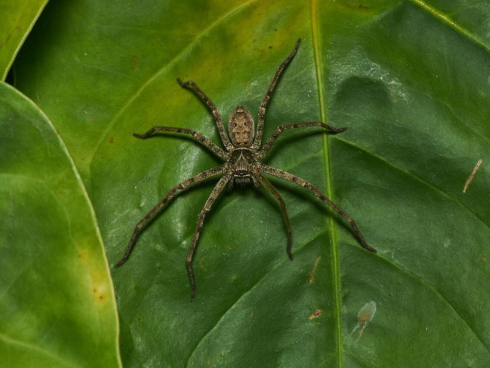 Close-up photograph of a huntsman spider (Heteropoda venatoria)
