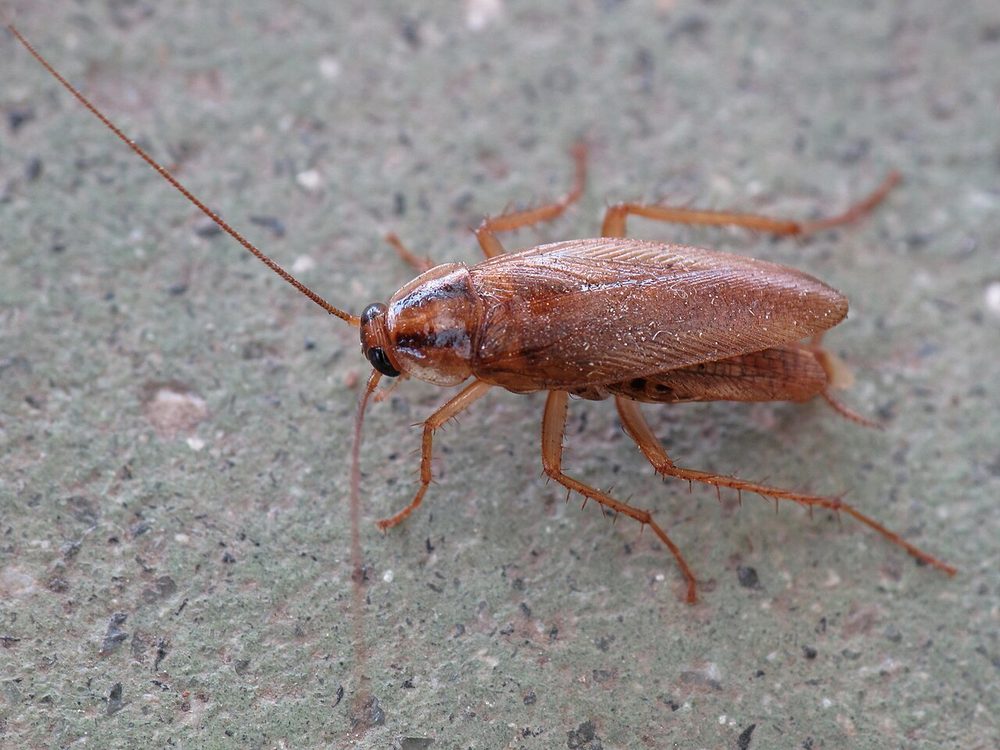 Close-up photograph of a german cockroach (Blattella germanica)