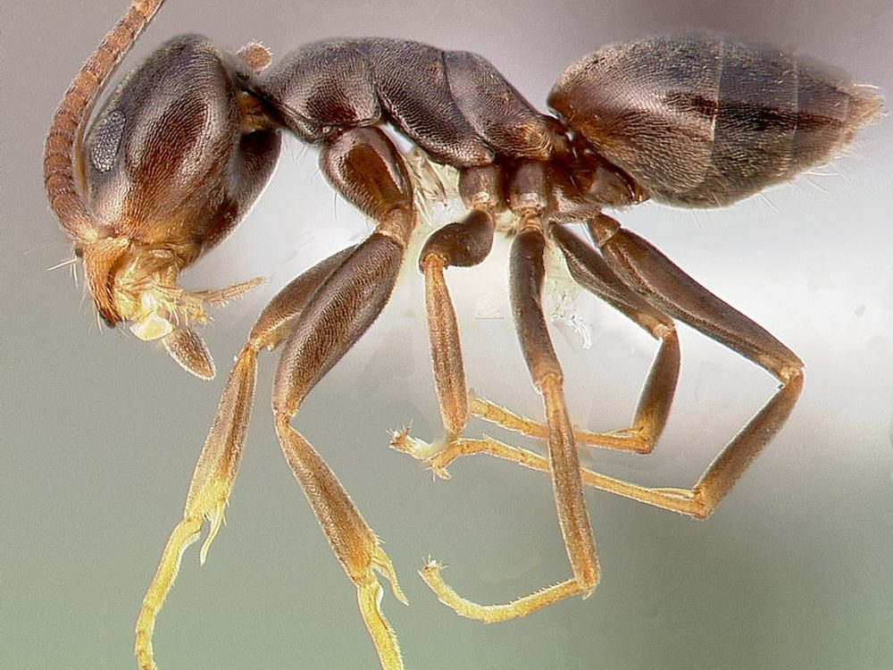 Close-up photograph of an odorous house ant (Tapinoma sessile)