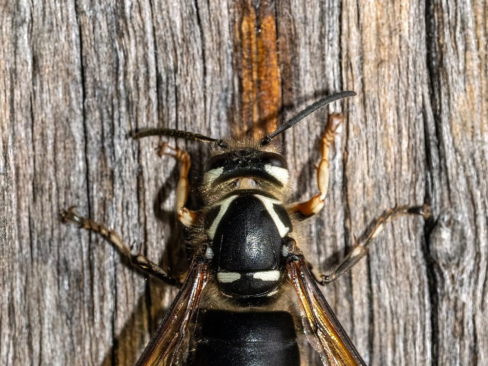 Close-up photograph of a bald-faced hornet (Dolichovespula maculata)