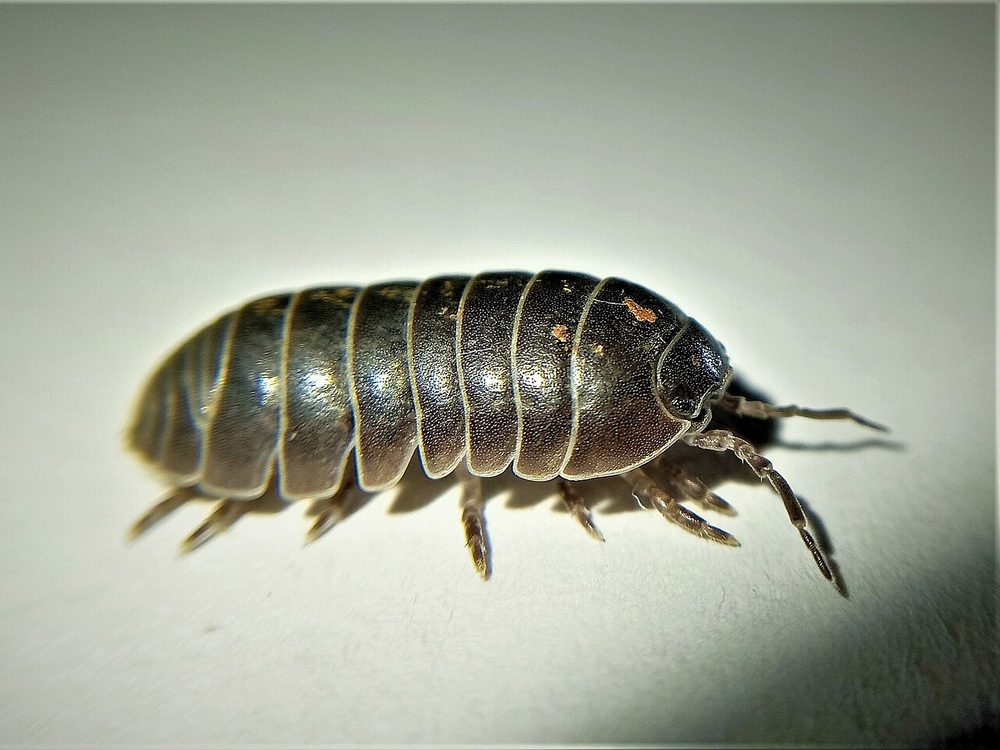Close-up photograph of a pillbug and sowbug