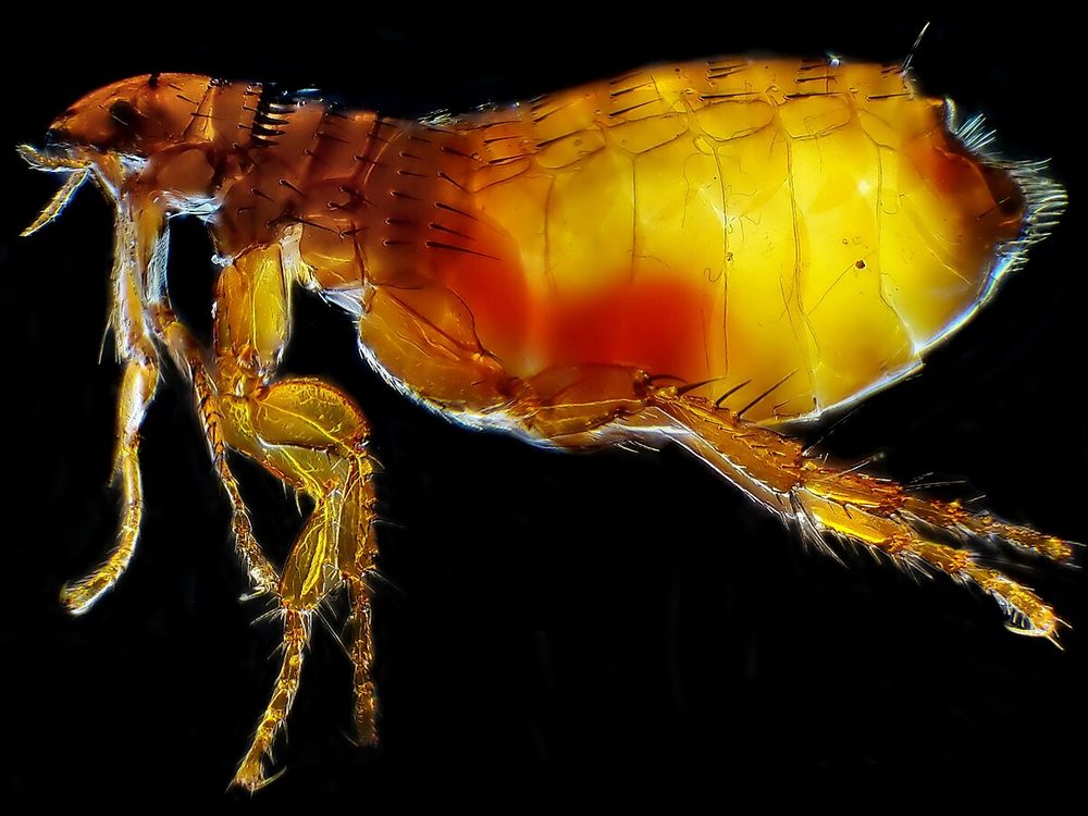 Close-up photograph of a cat flea (Ctenocephalides felis)