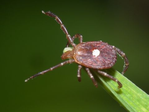 Close-up photograph of a lone star tick (Amblyomma americanum)