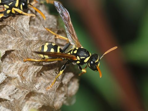 Close-up photograph of a paper wasp