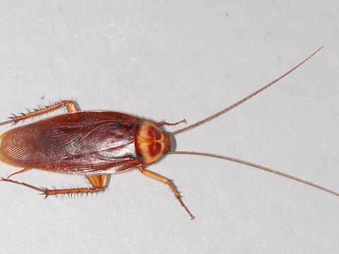 Close-up photograph of an american cockroach (Periplaneta americana)