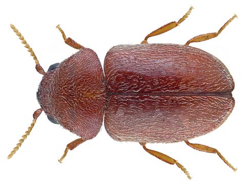 Close-up photograph of a cigarette beetle (Lasioderma serricorne)